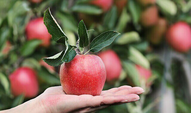 14 beneficii ale consumului de mere in sarcina – infografic