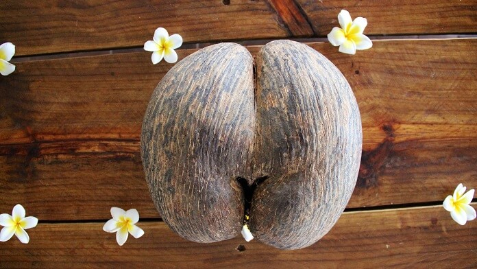 Nucile coco de mer, din Seychelles – legende, recorduri si utilizare