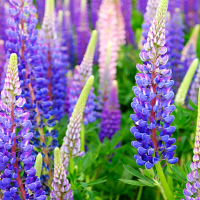 6 motive pentru care iubim lupinul lupin